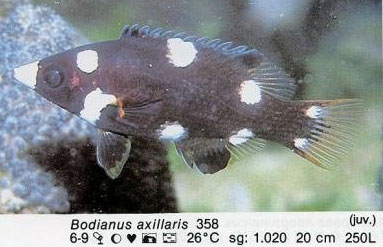 Bodianus axillaris